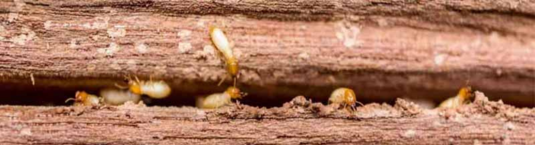 Cupins nos Móveis  24 HORAS